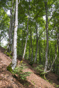 植物 美丽的 纹理 春天 森林 乌克兰 新的 亮绿色 喀尔巴阡山
