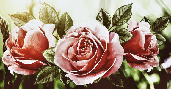 夏天 玫瑰 颜色 花的 花瓣 开花 浪漫 粉红色 浪漫的