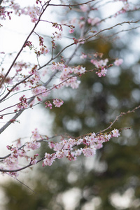 樱桃 花的 花园 乌克兰 前进 分支 墙纸 自然 粉红色
