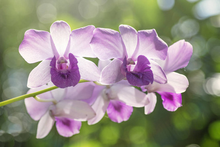 植物 兰花 优雅 紫罗兰 春天 奢侈 花束 花园 卡片 盛开