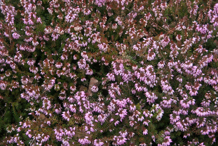 粉红色 春季 植物学 花瓣 自然 公园 花的 生长 开花