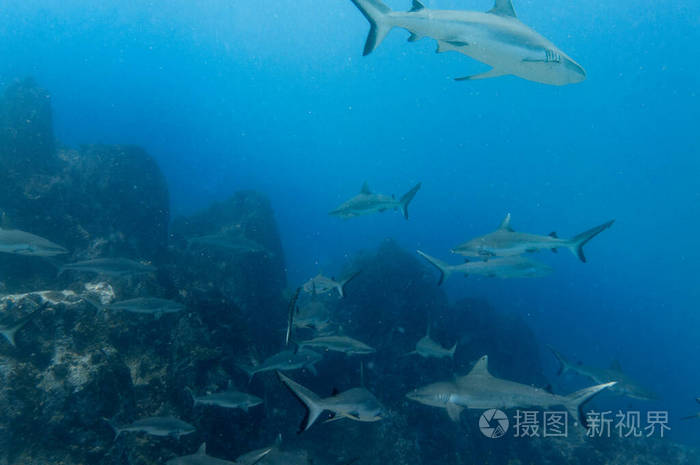 珊瑚 马尔代夫 颚口 环礁 海洋 海的 在下面 岩石 潜水