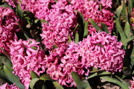 四月 种类 粉红色 自然 植物学 花束 季节 雄蕊 夏天