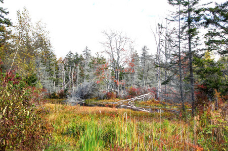 池塘 树叶 秋天 木材 落下 公园 阳光 环境 颜色 自然