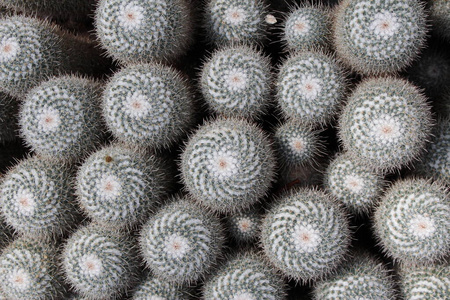 墙纸 瑞士人 真实的 植物 植物园 沙漠 花园 植物学 乳房