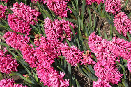 花粉 花瓣 园艺师 欧洲 花农 夏天 东方人 植物区系 粉红色