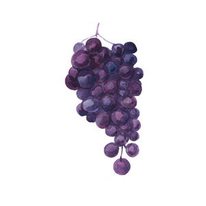 集群 形象 营养 葡萄酒 水果 甜的 紫色 标签 海报 水彩