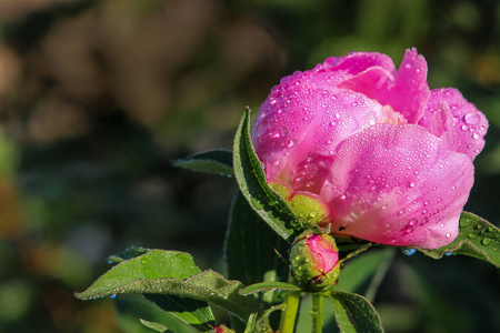 特写镜头 植物 夏天 粉红色 浪漫的 露水 季节 植物学