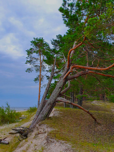 生长 土地 尤尔马拉 变形 欧洲 自然 植物 拉脱维亚 森林砍伐