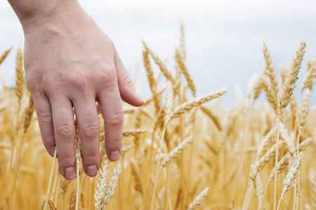 黑麦 大麦 植物 阳光 太阳 夏天 培养 农场 面包 天空