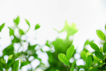 树叶 生态学 环境 植物区系 颜色 模糊 阳光 生长 自然