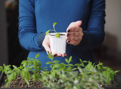 幼苗 季节 种子 西红柿 植物学 自然 植物 幼树 园艺