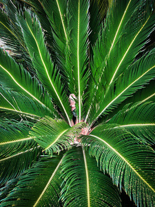 丛林 植物 纹理 特写镜头 夏天 颜色 环境 明亮 生长