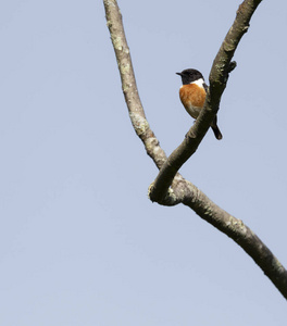 雀形目 可爱的 春天 葡萄牙 生活 观鸟 羽毛 环境 红霉素