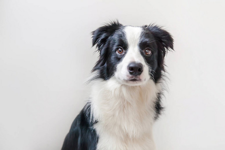 动物 毛茸茸的 生物 边境 在室内 小狗 幼犬 朋友 牧羊犬