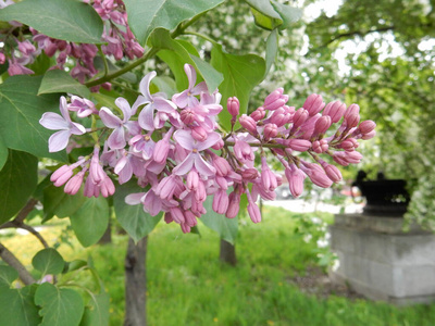 香水 植物学 季节 灌木 花的 春天 园艺 特写镜头 夏天