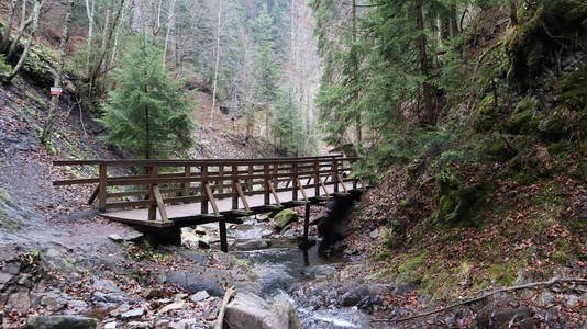 瀑布 公园 风景 树叶 落下 木材 环境 森林 苔藓 季节