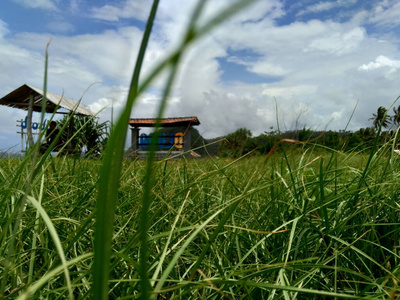 太阳 花园 日落 场景 兽群 国家 草地 美丽的 小山 土地