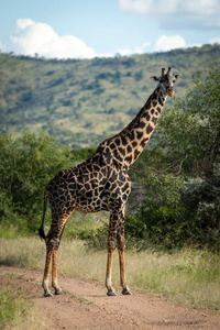 轨道 外部 坦桑尼亚 野生动物 长颈鹿 旅行 格鲁梅蒂 自然