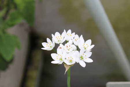 植物学 瑞士 植物 根西岛 特写镜头 洋葱 园艺师 明星