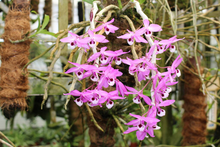 植物区系 兰花 园艺师 植物 喜马拉雅山 紫色 瑞士 缅甸