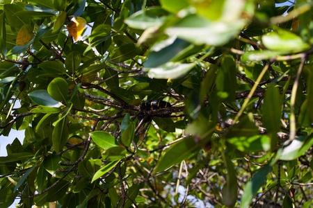 马来西亚红树林中的嗜树蛇照片