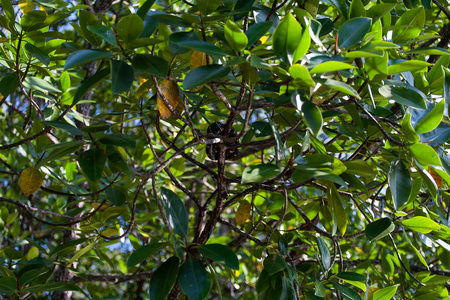 马来西亚红树林中的嗜树蛇图片