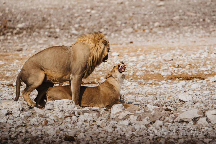 非洲的雄狮和雌狮交配中的配偶