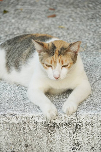 毛皮 面对 哺乳动物 毛茸茸的 可爱的 猫科动物 小猫 美丽的