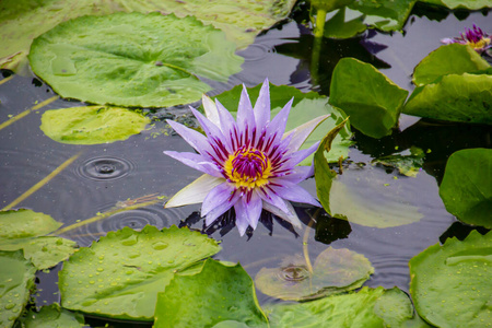 美女 开花 盛开 颜色 季节 水塘 植物 夏天 特写镜头