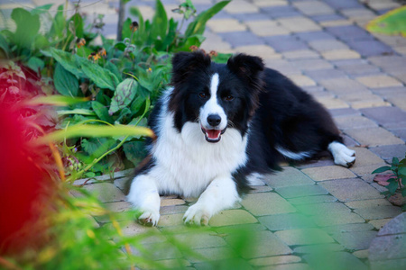 植物 花园 说谎 犬科动物 美丽的 肖像 夏天 宠物 羊毛