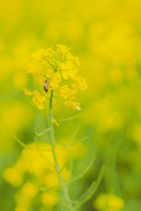 美丽的 农场 特写镜头 蜜蜂 植物 芸苔属 盛开 春天 自然