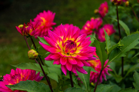 花的 开花 植物学 花园 花瓣 春天 夏天 植物区系 粉红色