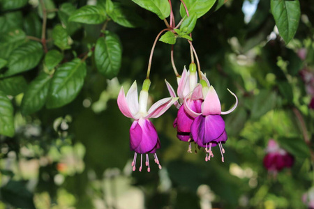 种类 拜仁 巴伐利亚 植物学 花农 花园 授粉 植物区系