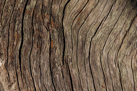 木材 特写镜头 硬木 破裂 年龄 老年人 裂缝 森林 裂纹