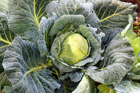 收获 食物 饮食 环境 农事 特写镜头 蔬菜 夏天 花园