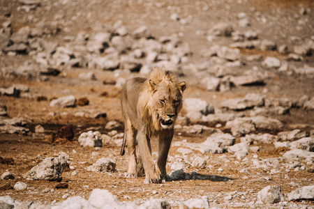 猎取干涸沙漠盐田的母狮