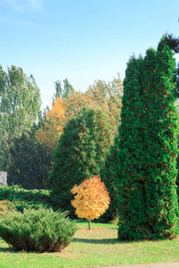 墙纸 秋天 美丽的 风景 落下 季节 环境 颜色 木材 天空