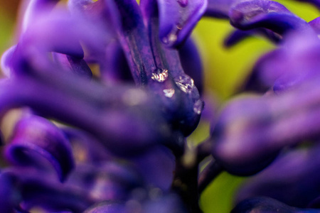 生长 纹理 婚礼 紫色 盛开 开花 花园 植物 花的 特写镜头