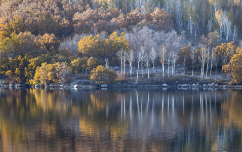 颜色 转弯 季节 森林 荒野 白杨 犹他州 秋天 树叶 落下