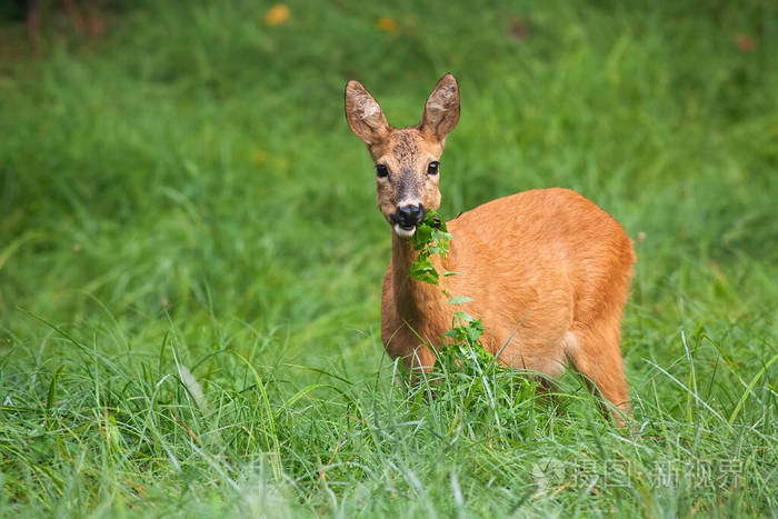 警觉的鹿鹿鹿嘴里叼着绿叶在草地上吃草