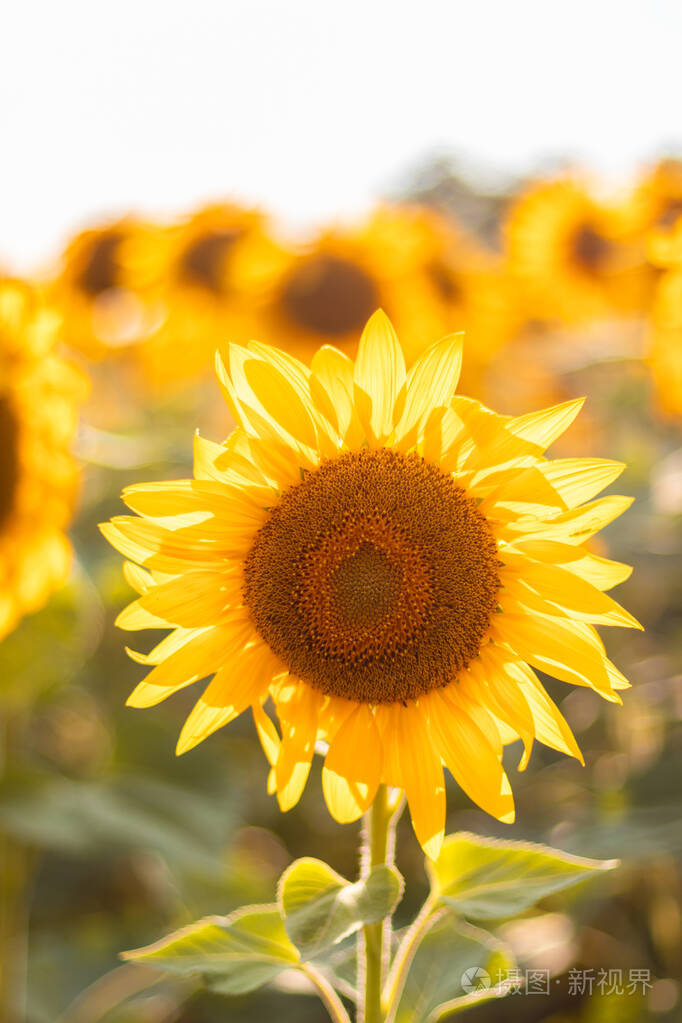 美丽的黄色向日葵花在一个黄色的天然无边无际的土地上阳光明媚夏季
