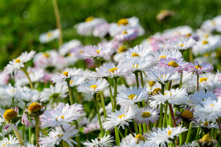 美丽的 黛西 夏天 花束 季节 植物区系 颜色 特写镜头