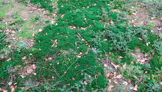 松木 地面 迷迭香 荒野 生长 花园 森林 颜色 苔藓 植物