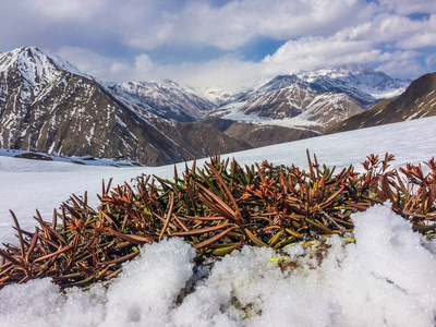 雪山上美丽的绿色植物。美丽的风景