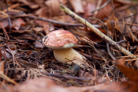 特写镜头 苔藓 植物 自然 牛肝菌 季节 帽子 海湾 森林