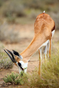 野生动物 南方 自然 荒野 羚羊 有袋动物 动物 生态学