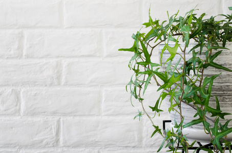 常春藤 室内植物 树叶 花盆 植物学 分支 陶器 植物 陶瓷