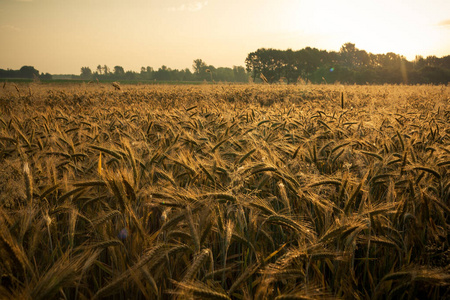农场 粮食 残茬 小麦 夏天 早晨 植物 太阳 领域 自然