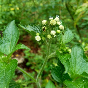 特写镜头 开花 花的 紫色 野花 草本植物 藿香 花园 山羊胡